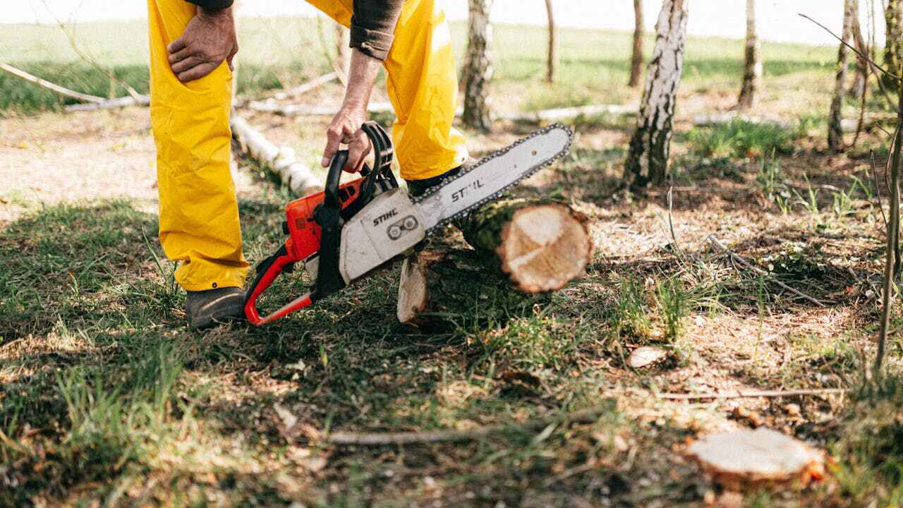 Emergency Storm Tree Removal in Yeadon, PA